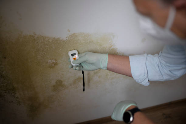 Professional Mold Inspection, Removal & Remediation in Lagrange, GA